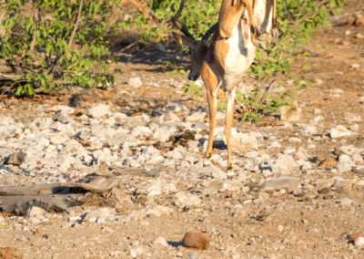 Impala mitten im hohen Sprung