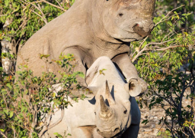 Paarung zweier Nashörner