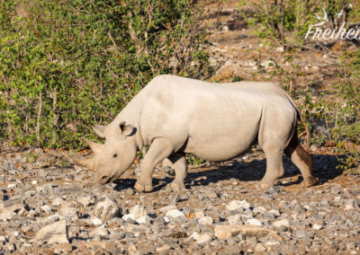 Nashorn Weibchen