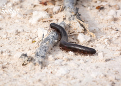 Die sieht man häufig zur Regenzeit