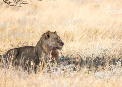 Dritte Löwensichtung