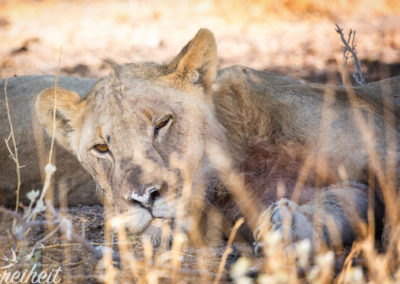 Zur Mittagshitze bleiben Löwen auch lieber im Schatten