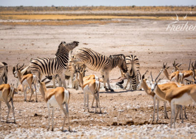 Zebras treten gerne ;-P