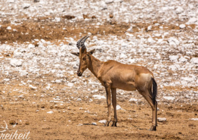 Südafrikanische Kuhantilope