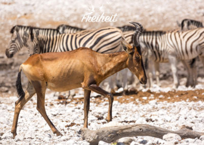 Südafrikanische Kuhantilope