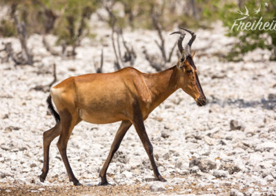 Südafrikanische Kuhantilope