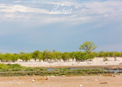 Eins von vielen Wasserlöchern im Nationalpark