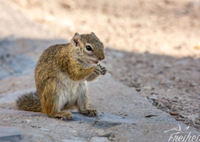 Am Campingplatz ein Hörnchen :)