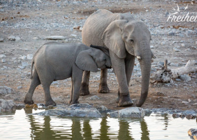 Elefanten am Wasserloch