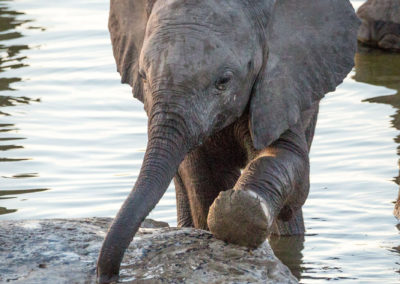 Elefanten am Wasserloch