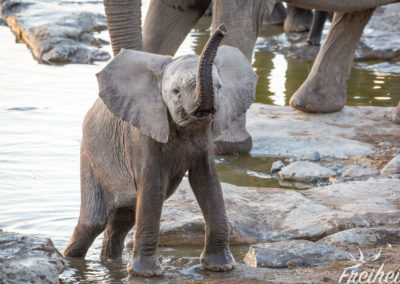 Elefanten am Wasserloch