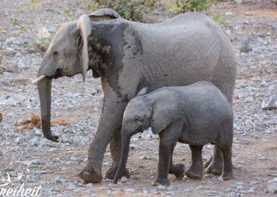 Elefanten am Wasserloch