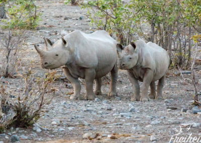 Nashornmama und ihr Junges
