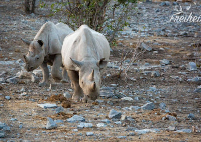 Nashornmama und ihr Junges