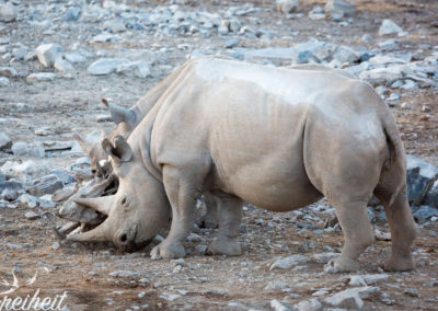 Nashornmama und ihr Junges