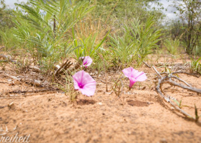 Blumen in der Wüste!