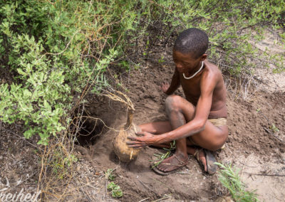 Das Exemplar ist 3-4 Jahre alt