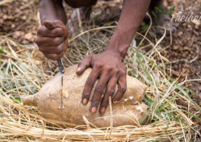 Und nun wird sie aufgeschnitten