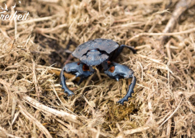Dung Beetle - nicht der Einzige...