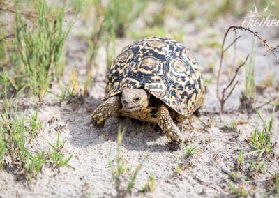 Unsere erste und einzige Tiersichtung ;-)