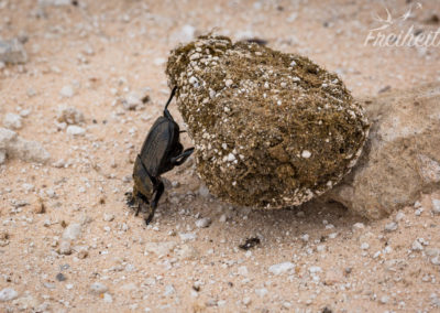 Gerollt wird immer mit den Hinterbeinen