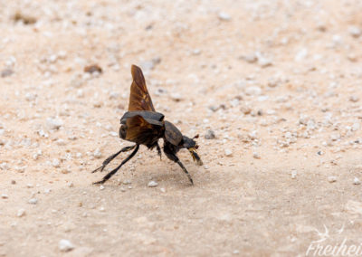 Mistkäfer kurz vorm Abflug