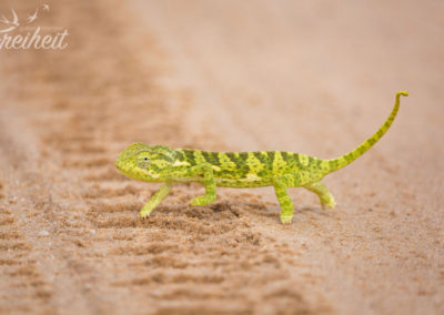 So ein hübsches Muster