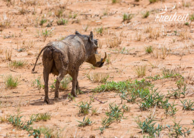 Warzenschweine direkt am Straßenrand!