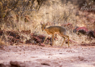 Dik Diks haben wirklich grooooße Augen :D