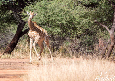 Tanzende Giraffe ;-D
