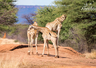Es sieht zwar nicht so aus, aber die beiden Giraffen werfen sich zum Kräftemessen gerade ihre Halse aufeinander