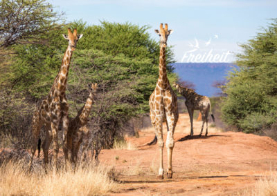 Giraffenfamilie auf Fußsafari