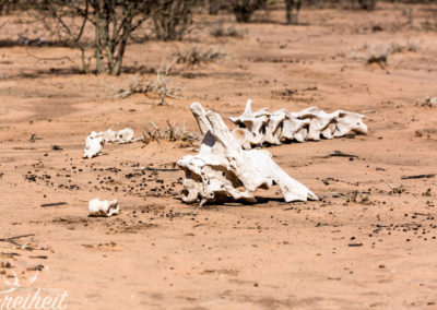 Skelett einer Giraffe (natürlicher Tod)