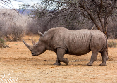 Wir haben Glück - alle fünf Nashörner, die hier leben, sind zusammen
