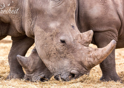 Mutter und Sohn beim gemeinsamen Fressen