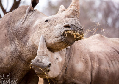 Mutter und Sohn beim gemeinsamen Fressen