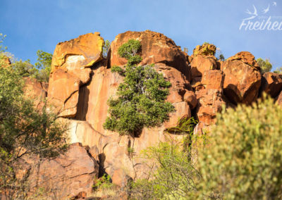 Wo Bäume überall wachsen können...