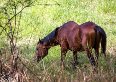 Ausgewilderte Pferde