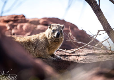 Dassie