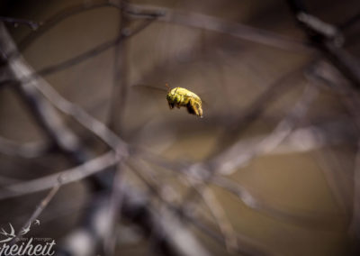 Biene im Flug - und das in scharf! :D