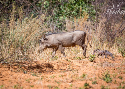 Warzenschwein mit mini Nachwuchs
