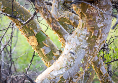 Dieser Baum pellt sich wie ein Mensch nach einem heftigen Sonnenbrand :-P