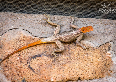 Hübsche Agame