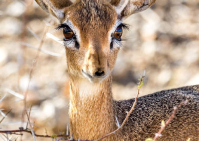 Awwww - hübscher als jedes Kuscheltier