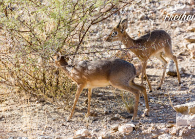 Ein Dik Dik Pärchen bleibt ein Leben lang zusammen