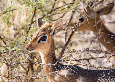 Auf der Suche nach nahrhaften Blättern