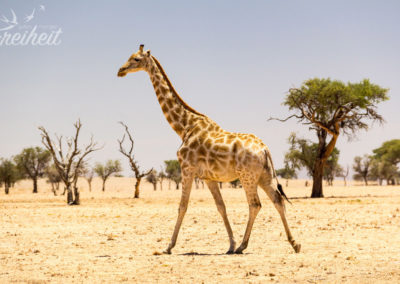 Wüstengiraffe voraus!