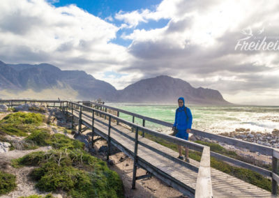 Die Holzplanken führen mitten durch die Pinguin Kolonie