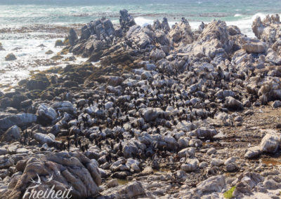 Hunderte Meeresvögel