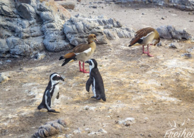 Größenvergleich Nilgänse zu Brillenpinguine
